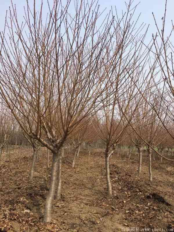 绿梅图片基地实拍