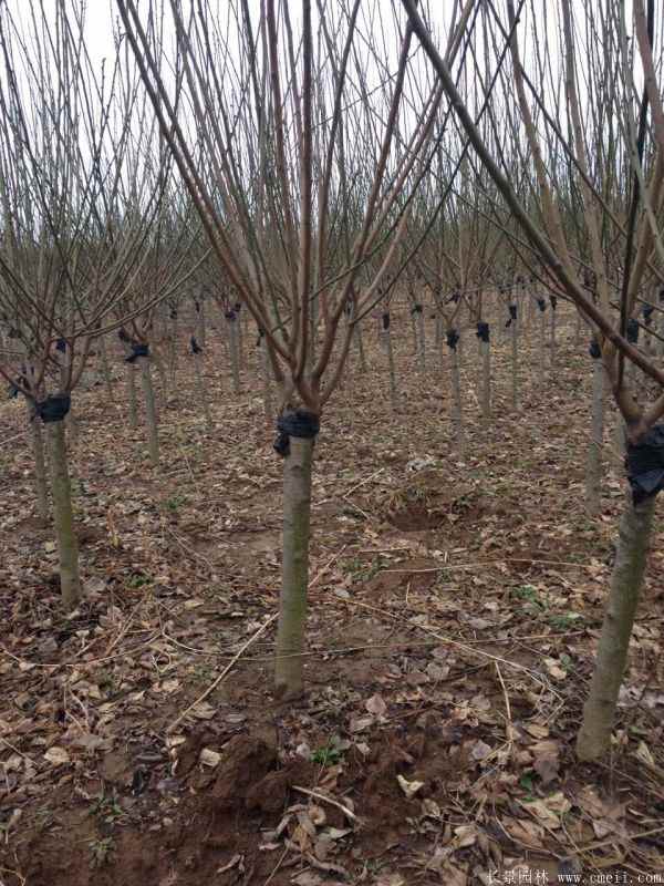 绿梅图片基地实拍