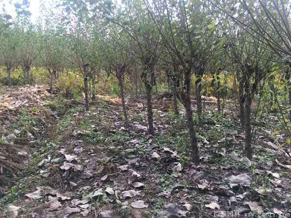 绿梅图片基地实拍