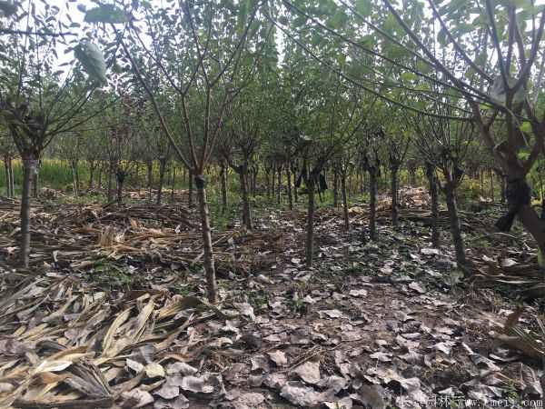 绿梅图片基地实拍