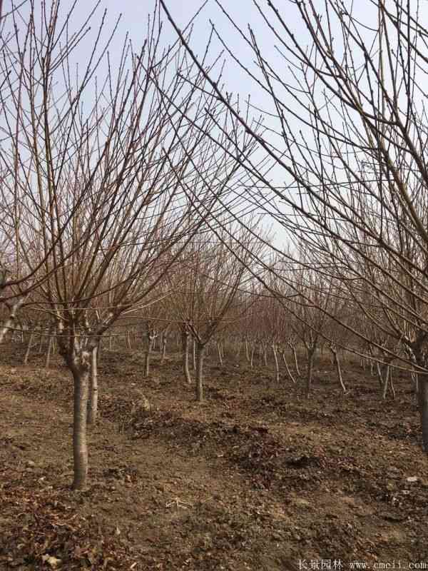 绿梅图片基地实拍