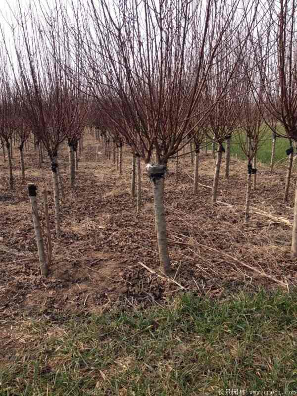 绿梅图片基地实拍