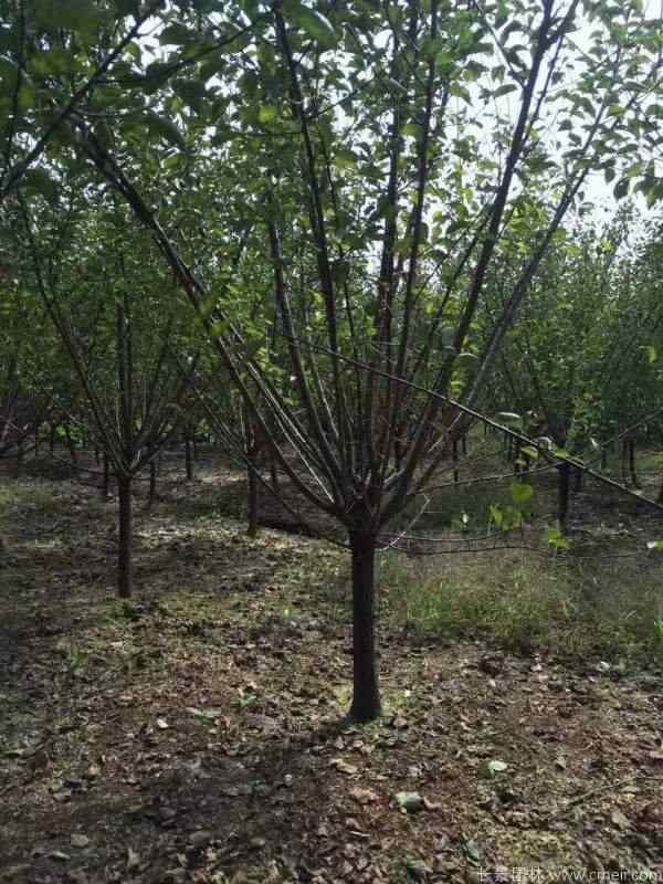 绿梅图片基地实拍