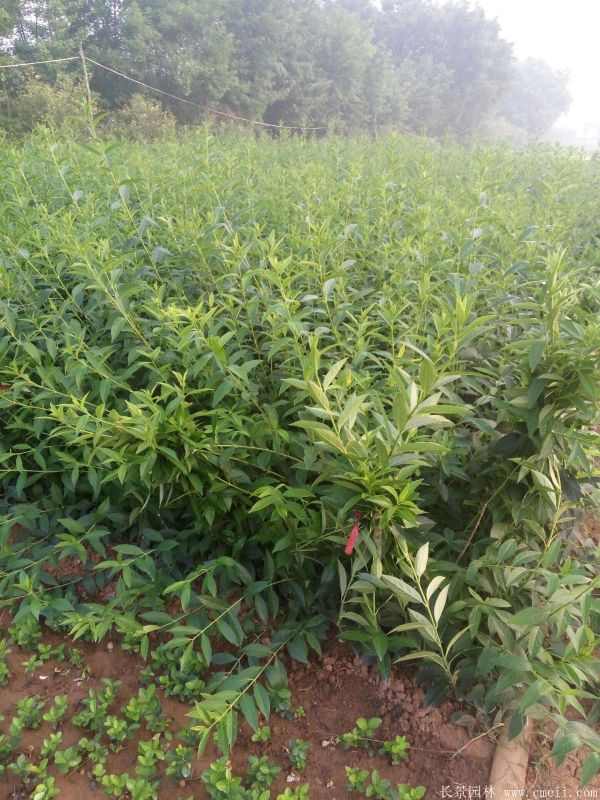 连翘图片基地实拍