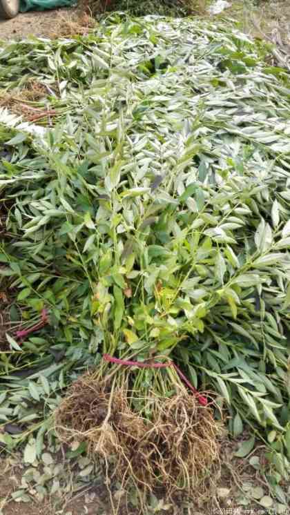 连翘图片基地实拍