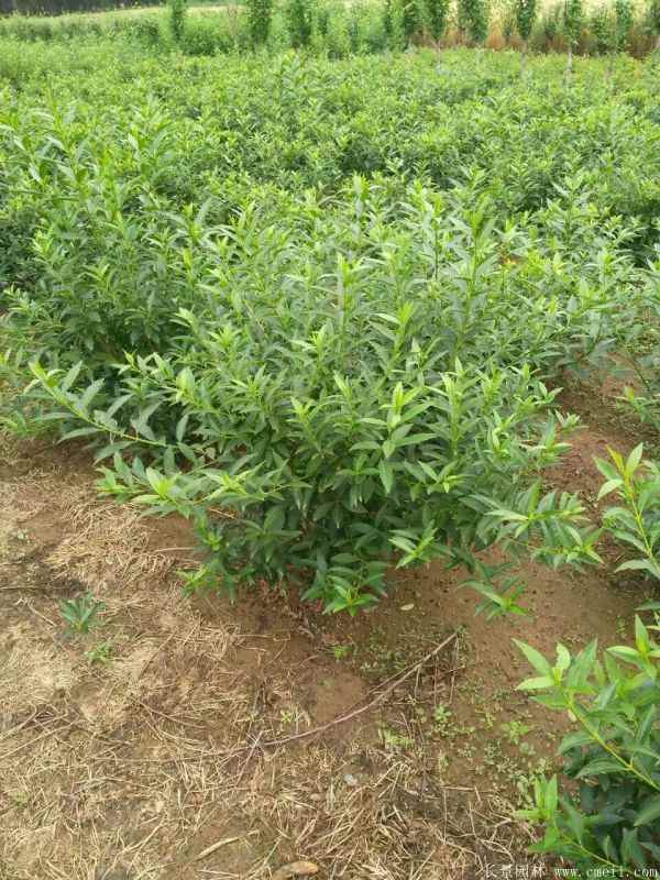 连翘图片基地实拍