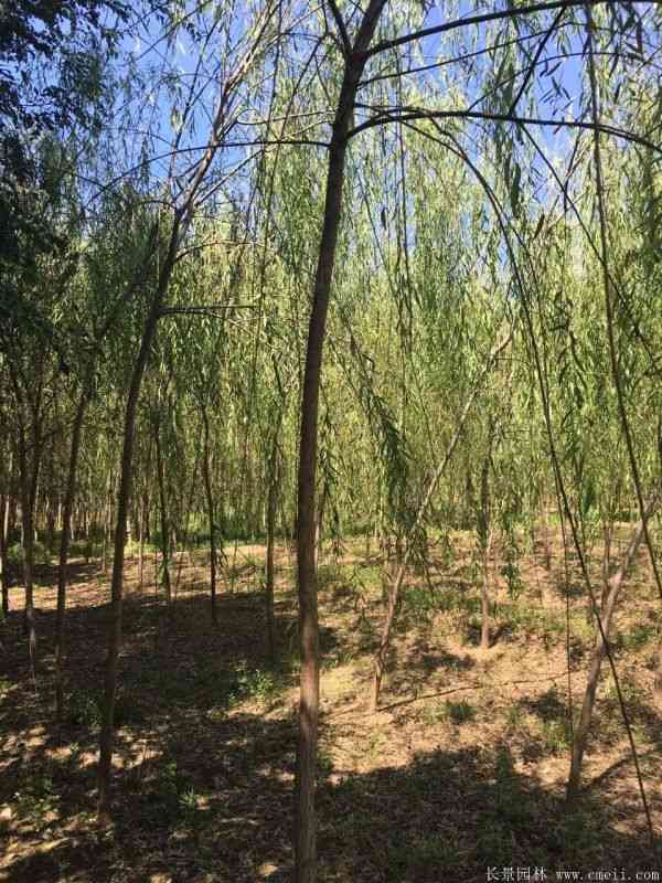 垂柳图片垂柳基地实拍