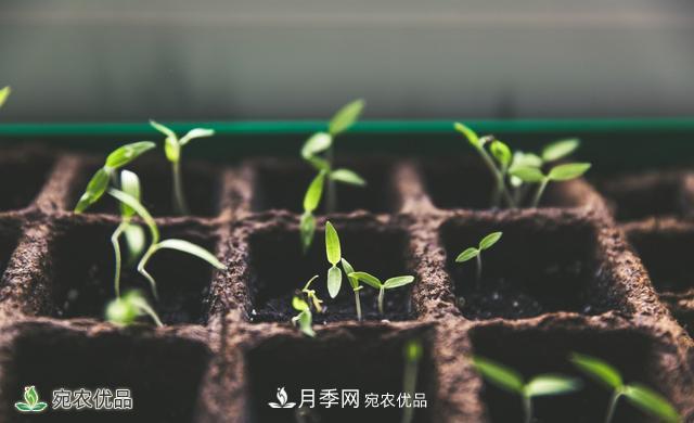 河南苗木人你可知实生苗和自根苗有什么区别?(图1) 河南苗木人你可知实生苗和自根苗有什么区别?(图1)