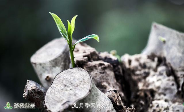 河南苗木人你可知实生苗和自根苗有什么区别?(图2) 河南苗木人你可知实生苗和自根苗有什么区别?(图2)