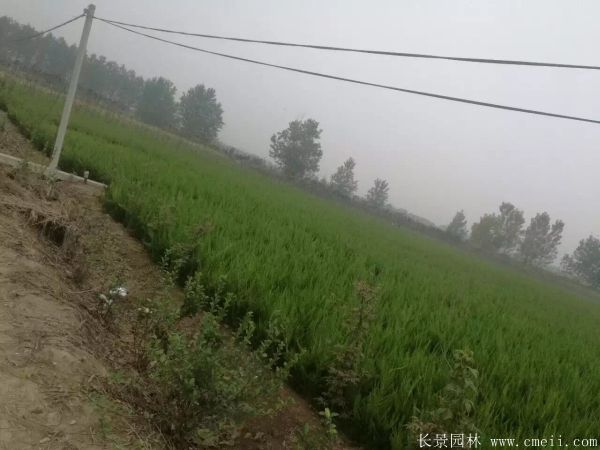 小龙柏图片基地实拍