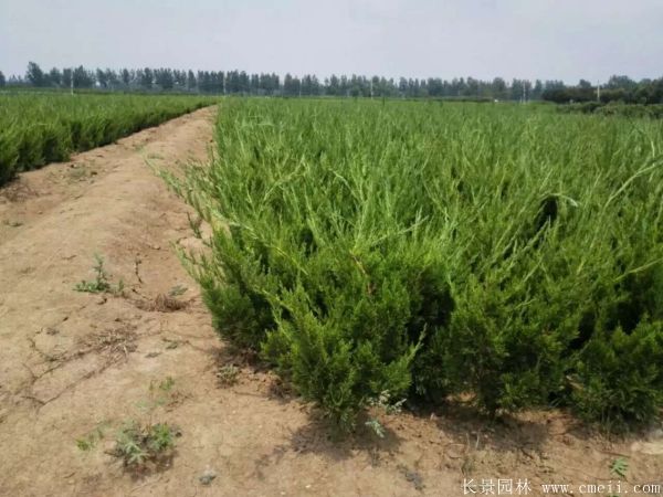 小龙柏图片基地实拍