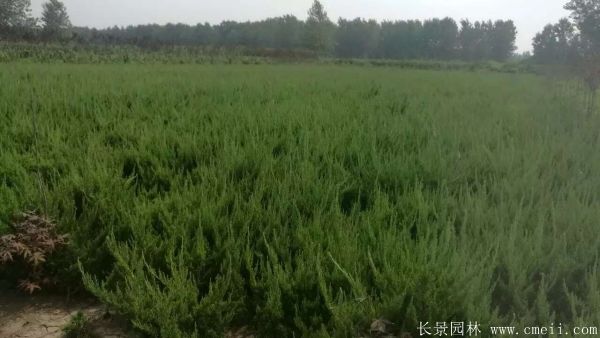 小龙柏图片基地实拍