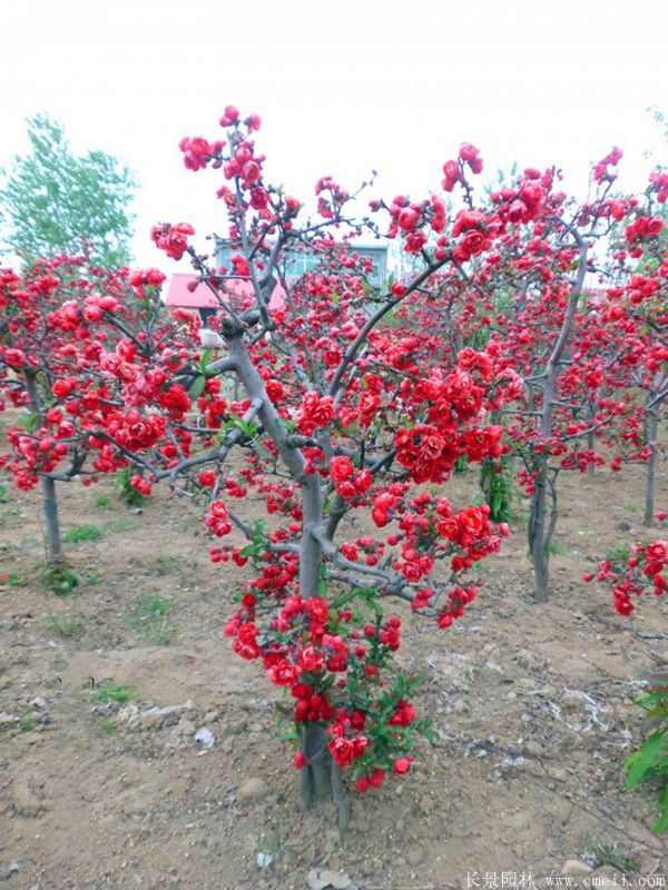 贴梗海棠图片基地实拍