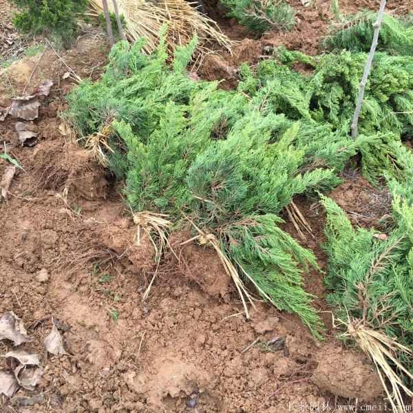 小龙柏图片基地实拍