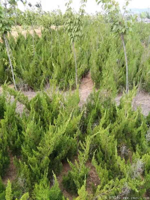 小龙柏图片基地实拍