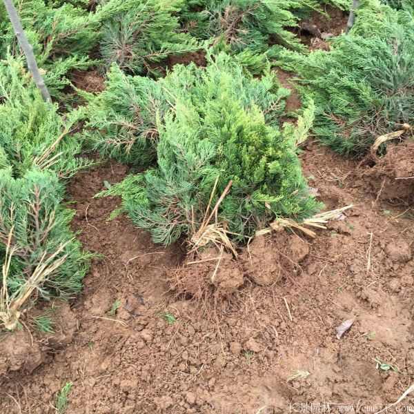 小龙柏图片基地实拍