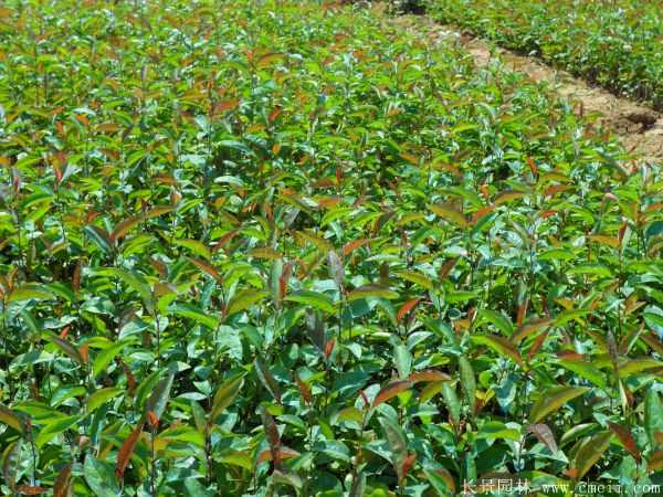 贴梗海棠图片基地实拍