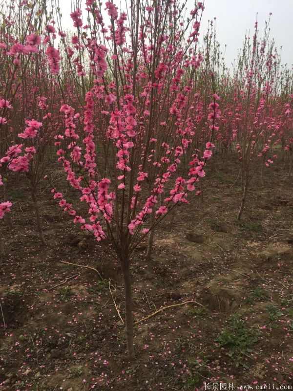 榆叶梅图片基地实拍