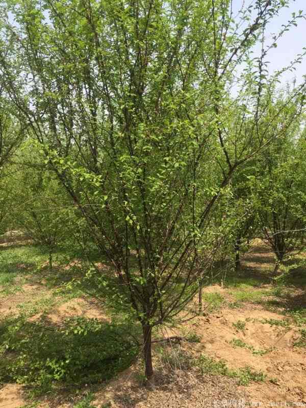 榆叶梅图片基地实拍