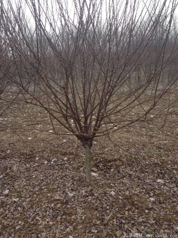 榆叶梅图片基地实拍