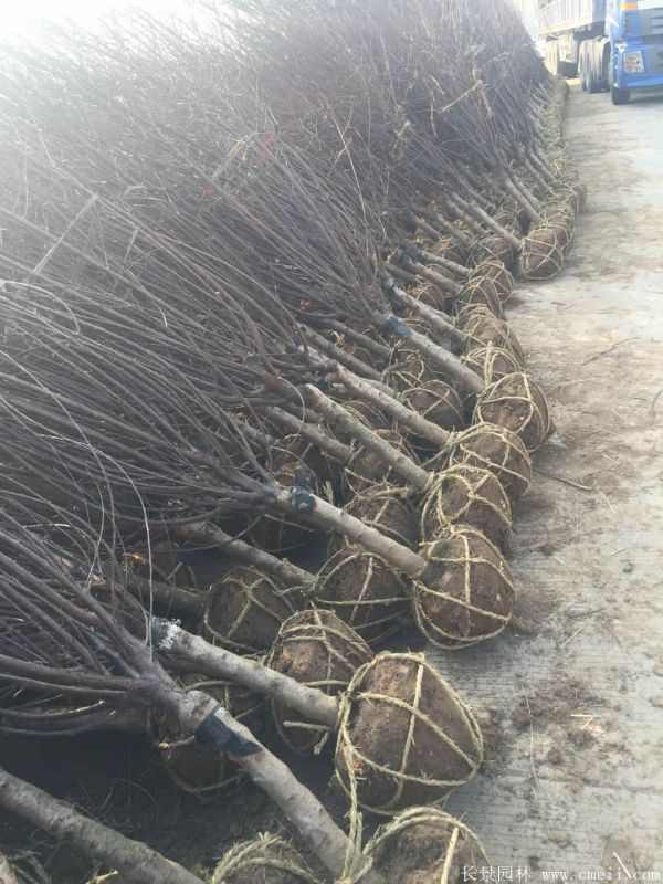 榆叶梅图片基地实拍