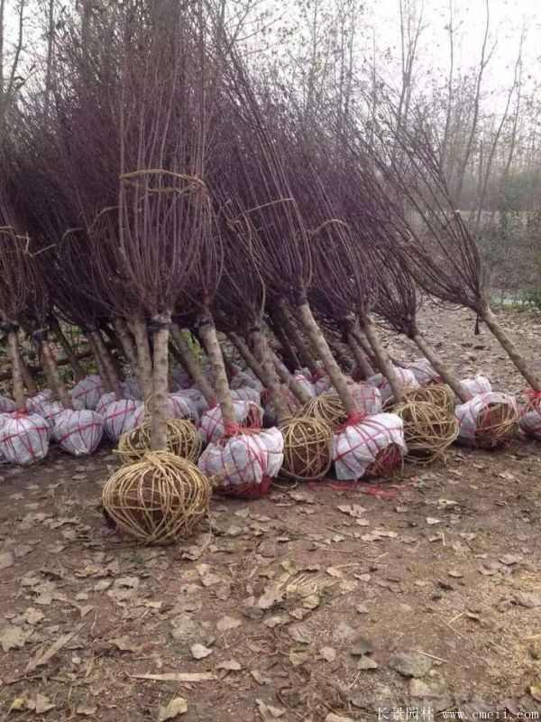 榆叶梅图片基地实拍