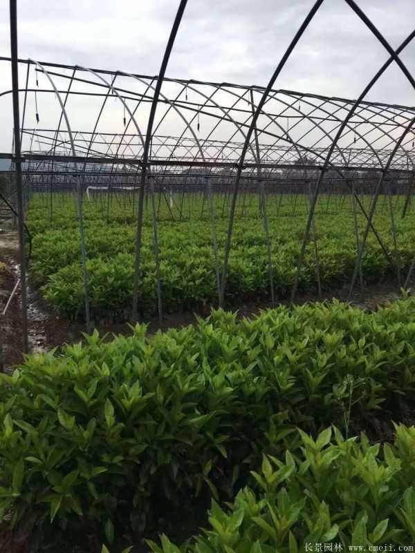 法国冬青图片基地实拍