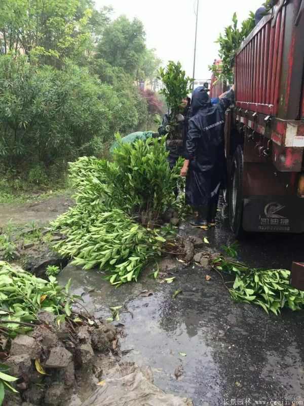 法国冬青图片基地实拍
