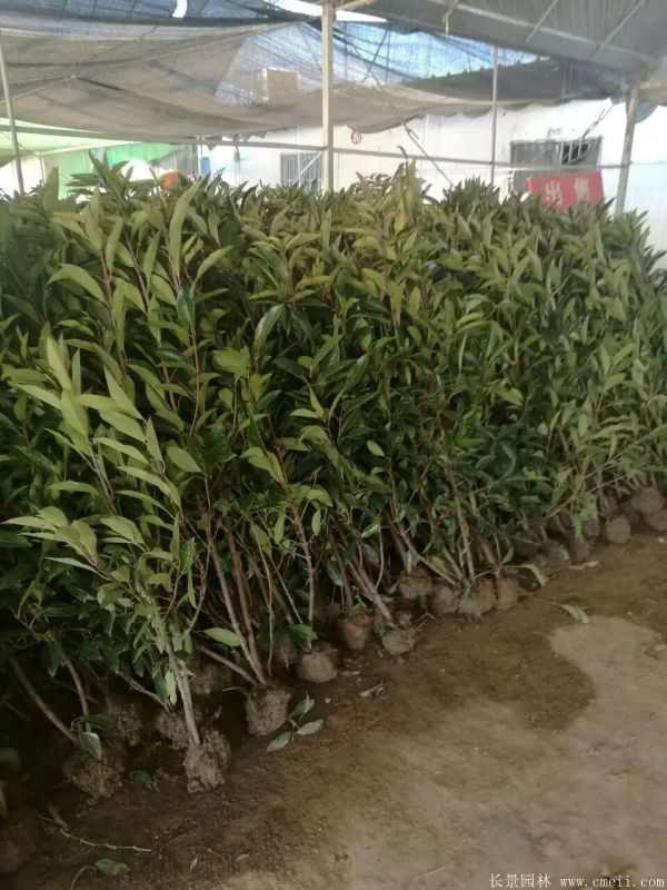 法国冬青图片基地实拍