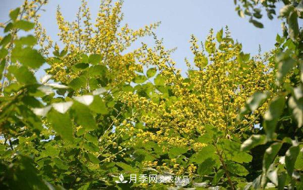 南阳苗木:复羽叶栾树与栾树区别(图2) 南阳苗木:复羽叶栾树与栾树区别(图2)