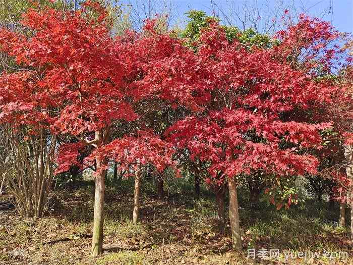 美国红枫苗木种植时八点修剪建议(图1) 美国红枫苗木种植时八点修剪建议(图1)