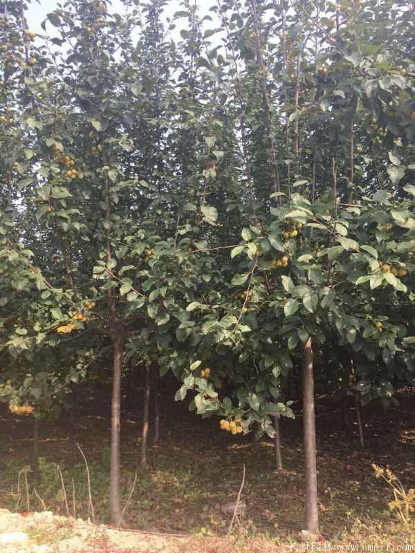 西府海棠图片基地实拍