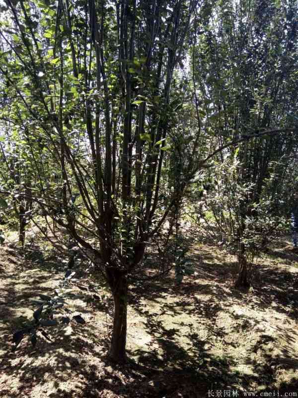 西府海棠图片基地实拍