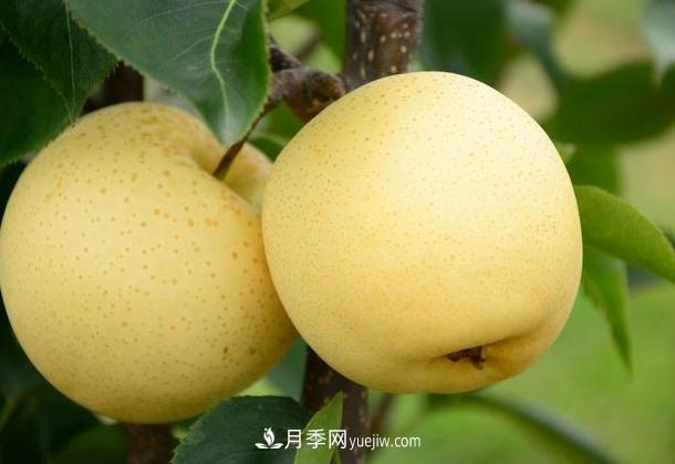 方城县博望镇 黄金梨依靠电商销售达7成(图1) 方城县博望镇 黄金梨依靠电商销售达7成(图1)