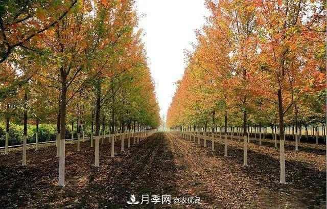 这些中国著名苗木产地你知道几个?值得收藏!(图5) 这些中国著名苗木产地你知道几个?值得收藏!(图5)