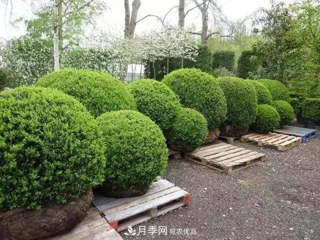 这些中国著名苗木产地你知道几个?值得收藏!(图6) 这些中国著名苗木产地你知道几个?值得收藏!(图6)