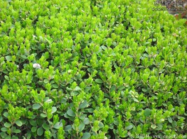 小叶黄杨图片基地实拍