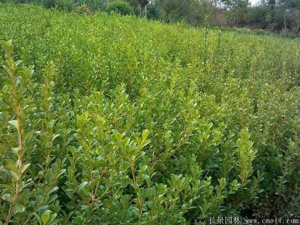 小叶黄杨图片基地实拍