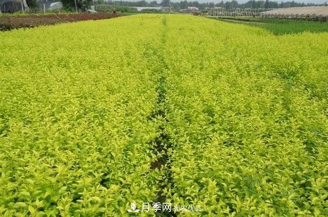 这些中国著名苗木产地你知道几个?值得收藏!(图3) 这些中国著名苗木产地你知道几个?值得收藏!(图3)