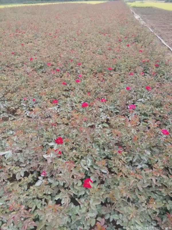 丰花月季图片基地实拍