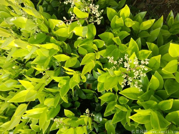 金森女贞图片基地实拍