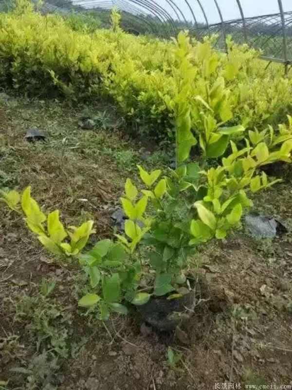 金森女贞图片基地实拍