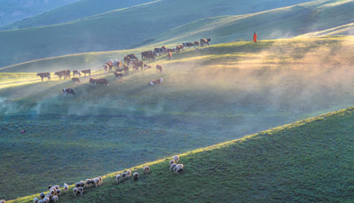 内蒙古生态屏障构筑绿色长城