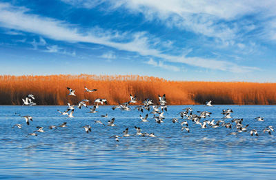 内蒙古生态屏障构筑绿色长城