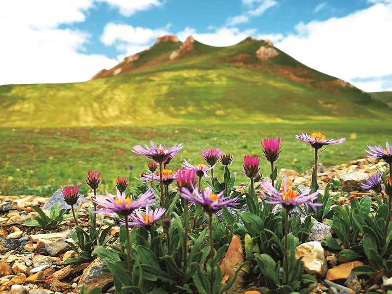 三江源生态修复成效显著，黑土滩治理成果斐然