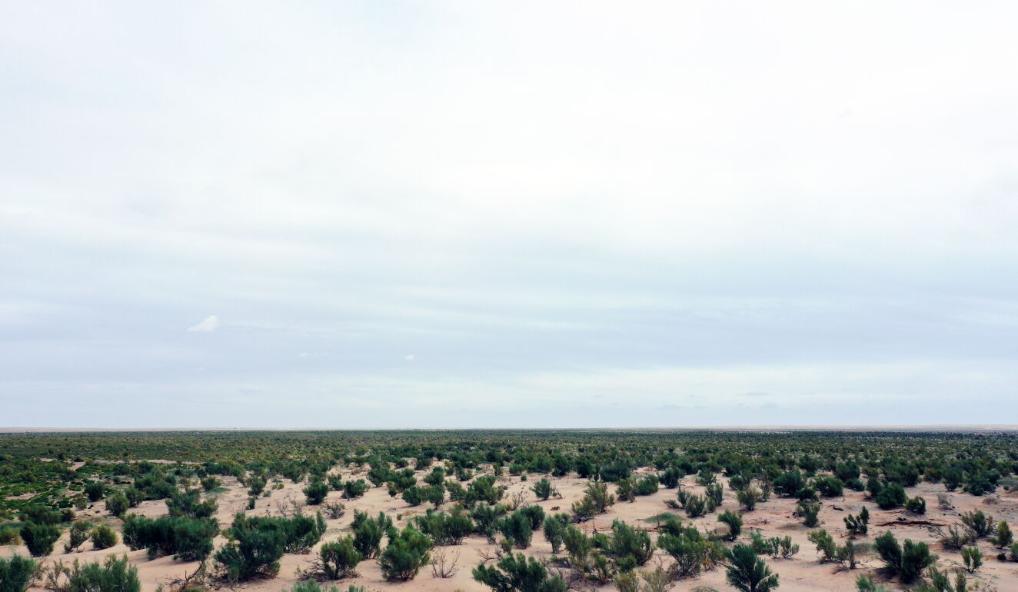 黄河“几字弯”生态治理攻坚，绿色屏障构筑坚实防线