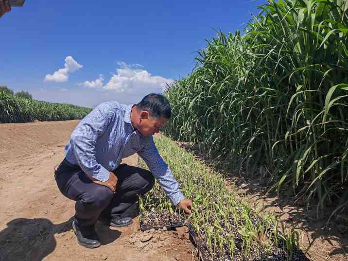 黄河“几字弯”生态治理攻坚，绿色屏障构筑坚实防线