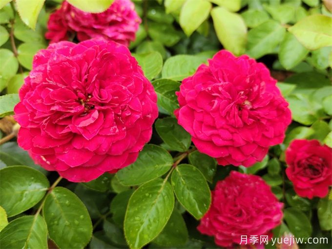 梧州适合养月季花吗?市花和市树是什么?(图1) 梧州适合养月季花吗?市花和市树是什么?(图1)