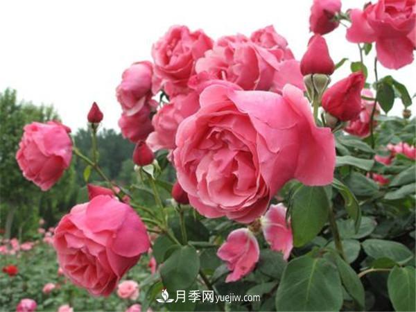 鹰潭月季文化(图1) 鹰潭月季文化(图1)