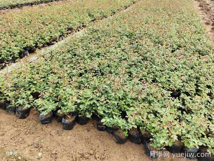 玫瑰花怎么种?玫瑰花种植方法和步骤(图1) 玫瑰花怎么种?玫瑰花种植方法和步骤(图1)